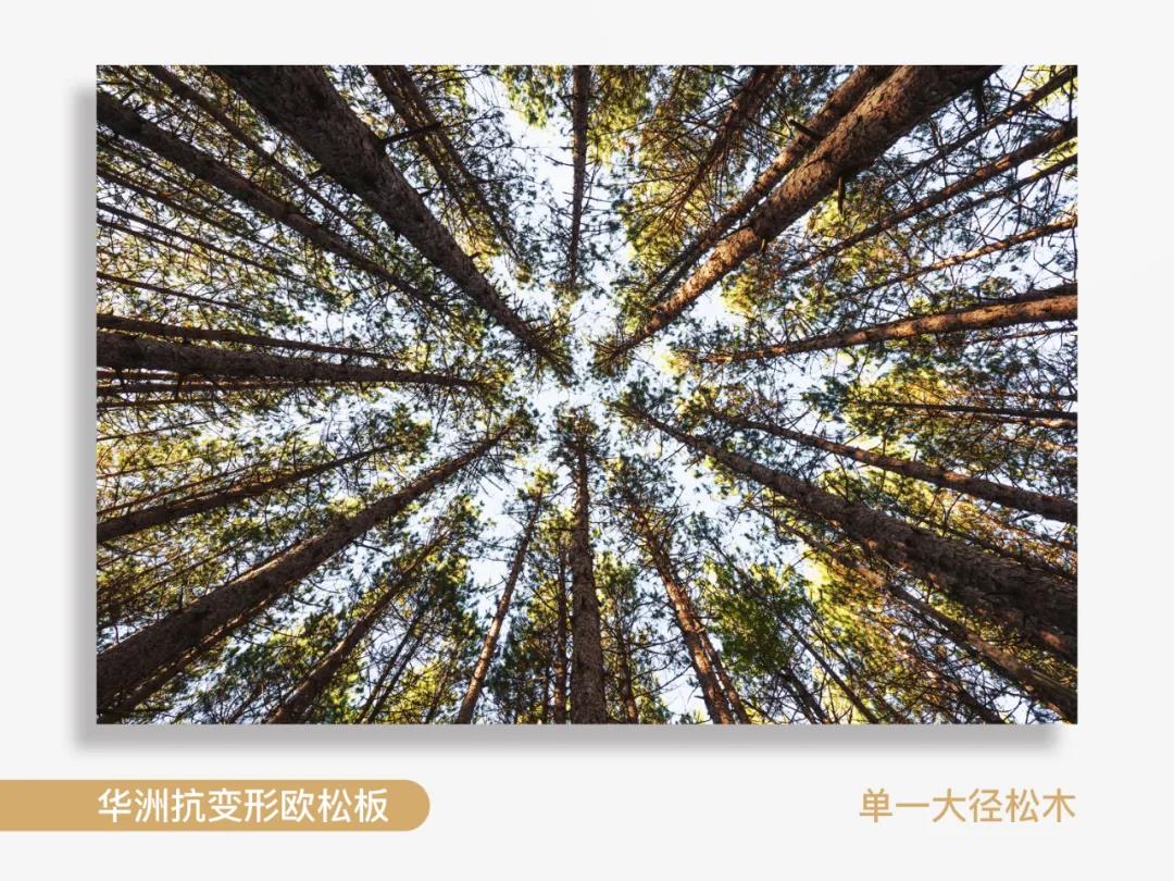 看得見的純凈，華洲抗變形歐松板！(圖2)